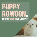 퍼피로운 강아지분양 일산본점 | [공지] 24년 11월 14일 강아지 무료분양~ 현재 분양 가능한 일산애견샵 퍼피로운 강아지분양