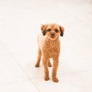 DOG깨비 강아지 미용실 | 천안강아지호텔 하이댕에 애견미용실이 없는 이유