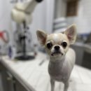 봉봉애견 이미지