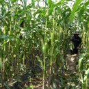 중천농장 이미지