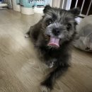 용인24시 아이온동물메디컬센터 이미지