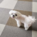 동그라개 이미지