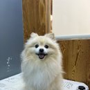 도도그루밍 이미지