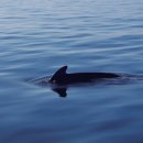 고래천국 이미지