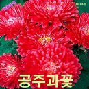 공주과일