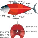 정석참치 이미지