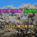 선암사 선암매(천연기념물 488호) 이미지