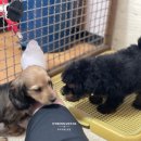 벨라켄넬 이미지