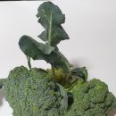 이상한 식물나라 이미지