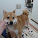 서서울호수동물병원 이미지