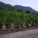 돌탑농장 이미지