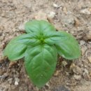 청살림영농조합법인 이미지