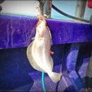 독배로R | 24.03.03 - 감포권 동해 어초 타이라바 선상 바다 낚시 후기! 이번에는 지인들과 함께. (feat. 개우럭)