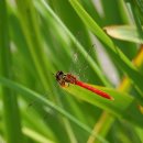 고추잠자리 이미지