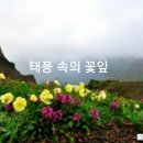 꽃잎 이미지