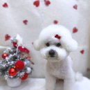 헤어 컹컹 이미지