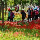 제11회 영광 불갑산 상사화축제 이미지