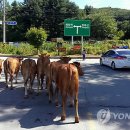 소떼목장 이미지