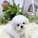 샵펫 강아지분양 울산점 | 울산강아지분양 퓨어펫 울산점에서 받았어요!! 솔직후기!