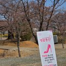 2025년 인천SK석유화학 벚꽃동산 개방 4월 8일 방문 후기(개화 상황 : 아직 덜 핌...)