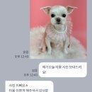 코코 반려견샵 이미지
