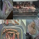 강아지 수제간식 캥거루육포 만들기 실패 후기