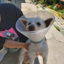 포항중앙동물병원 이미지