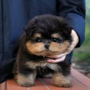 미유펫 강아지고양이 수원점 | 거제강아지무료분양 미유펫 솔직 후기입니다