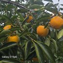 12월 완주 운문골마실길!!! 이미지