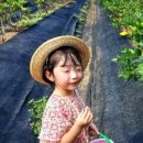 샬롬농장 이미지