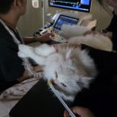 오디세이 동물심장내과 | 동탄 오디세이 고양이 심장내과 심장잡음 심장초음파 후기