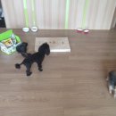 복이(구 하울)의 잔인한 실험