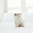 모모애견 이미지