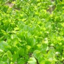 풍림농장 이미지