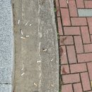 담배꽁초 무단투기 관련 방송 요청! 이미지
