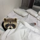 카리브콘도호텔 이미지