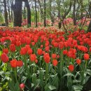 250504 파주 가볼만한 곳 벽초지 수목원 방문후기 feat. 튤립 봄꽃축제 마감 이틀전