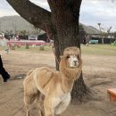 새별