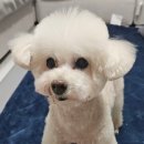 멍멍이발소 이미지