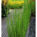 아름다운 정원을 꿈 이미지