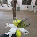 제주코기네 | 제주 새별프렌즈 솔직 후기 │ 알파카, 양, 당나귀, 소동물까지 만나는 제주 체험농장│ 가족여행 추천