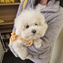 우다다 펫택시 이미지