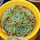 스카이로즈
