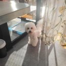 the 굿 dog 이미지