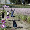 하동북천코스모스메밀꽃 영농조합법인 이미지