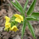 들꽃세상 이미지