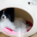 크라운 그루밍 이미지