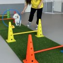 옐레드 애견유치원 애견호텔 하남미사점 이미지