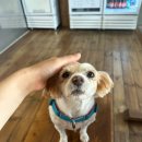 [망원] 보아가 부릅니다. ♬ 망원동 브런치 넘버원 &#39;제로햄&#39; (잠봉뵈르 JMT, 반려견 동반 yes!!)