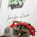 잔다냥 성남점 이미지